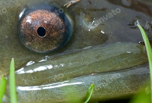 Preview: Eel Fish Eye and Mouth