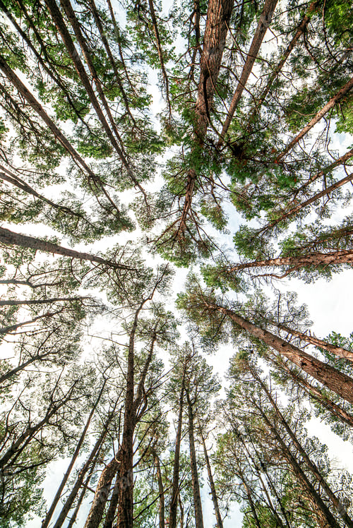 Preview: Canopy of the Tree Against Clear Sky. Treetop Canopy Background