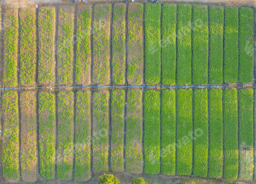 Preview: Fresh paddy rice, green agricultural field in countryside or rural area in Asia. Nature landscape.