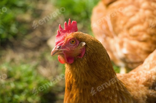 Preview: A hen, a chicken, close up of the head and coxcomb.