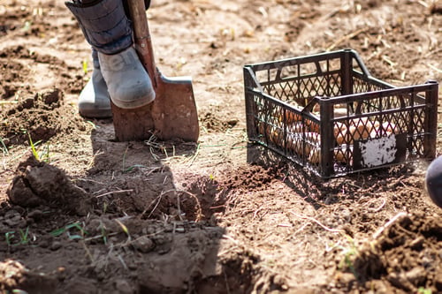 Preview: farmer man boot on spade prepare for digging. box of potatoes for planting. Sprouted potatoe with