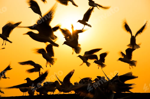Preview: Seagull bird flying at sunrise