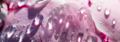 Preview: A pink peony with drops after the rain