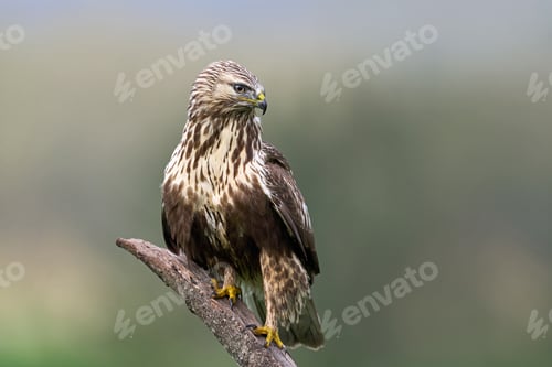 Preview: Rough-legged buzzard (Buteo lagopus)