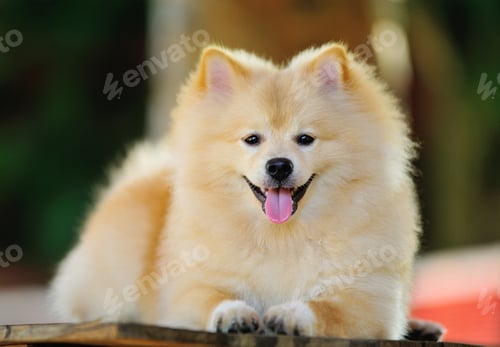 Preview: Pomeranian Spitz dog