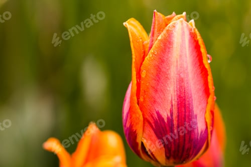 Preview: Spring flowers