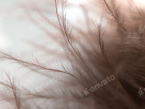 Preview: Macro shot of light brown feather