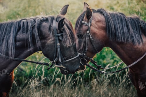 Preview: portrait of wild animals. two brown horses look at each other