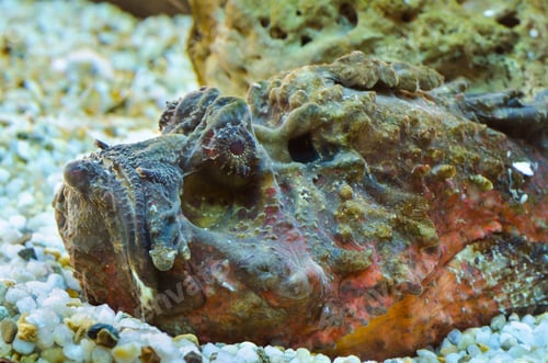 Preview: Stonefish (Synanceia verrucosa)