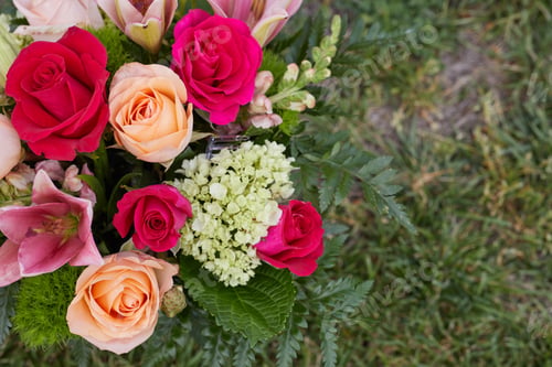 Preview: Top view of colorful roses at the Garden