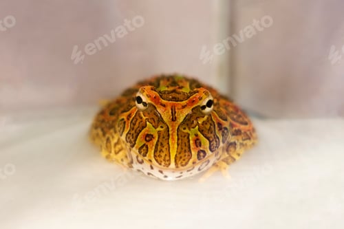 Vista previa: Pacman frog against a white background