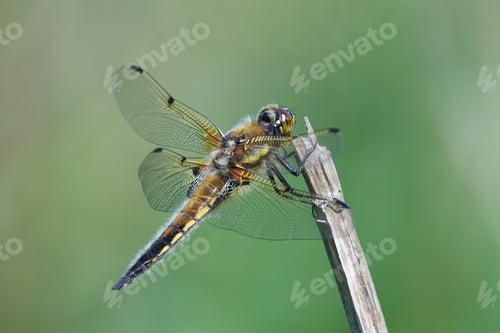 Preview: Four-spotted chaser (Libellula quadrimaculata)