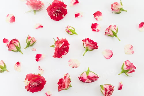 Preview: Scattered Red and Pink Rose Petals and Blooms