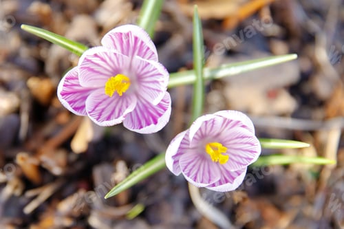 Preview: Closeup of two violet purple crocus blooming on field, soft focus, top view