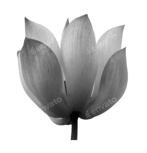Preview: black lotus flower isolated on white background