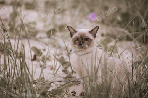 Preview: Cat on the sand dunes on the beach