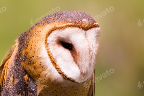 Preview: Barn owl