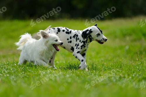 Preview: Dalmatian dog outdoors in summer