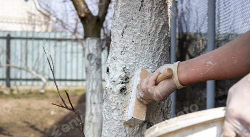 Preview: Girl whitewashing a tree trunk in a spring garden. Whitewash of spring trees