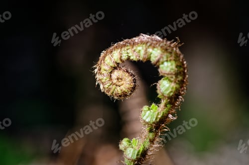 Preview: a fiddlel shaped stalk of fern sprouting out of leaves