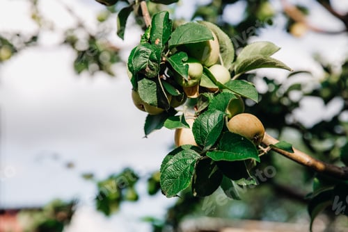 Preview: Branch of an apple tree with ripening apples in the sun.