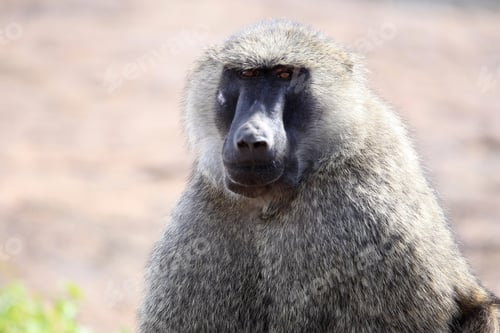 Preview: Baboon - Uganda, Africa
