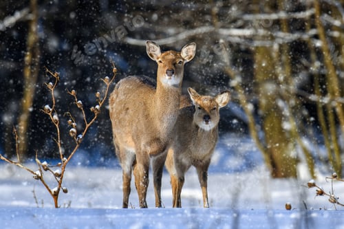 Preview: Female Roe deer in the winter forest. Animal in natural habitat