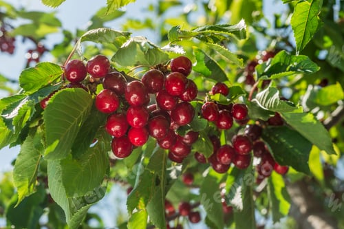 Preview: Cherry tree
