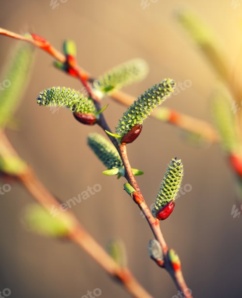 Preview: Blooming willow branch