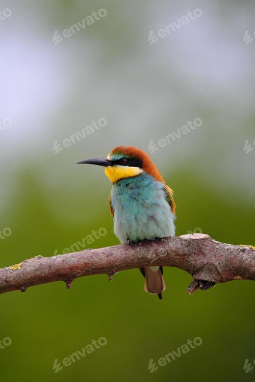 Preview: European Bee-Eater - Merops Apiaster on a branch , exotic colorful migratory bird