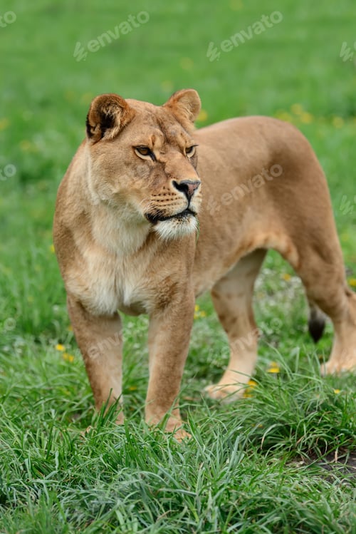 Preview: Lion in green grass