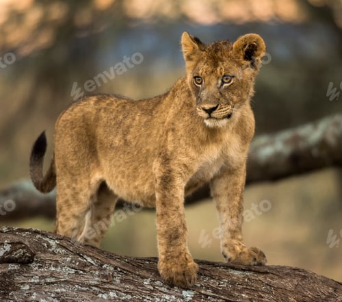 Preview: Young lion stand a branch