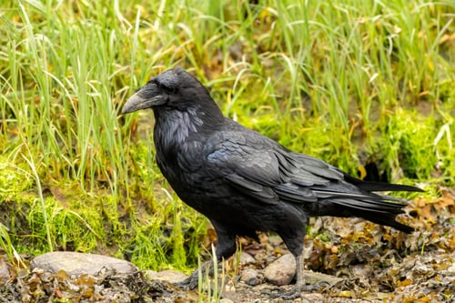 Preview: Closeup shot of a black common Raven walking n the ground