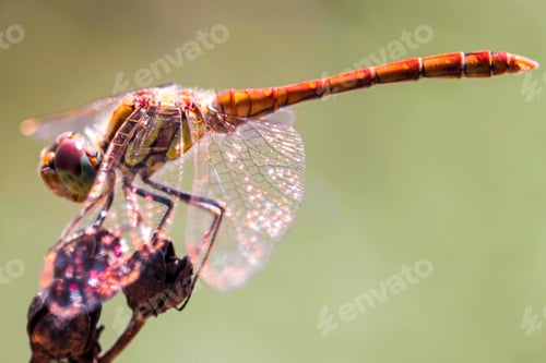 Preview: Dragonfly