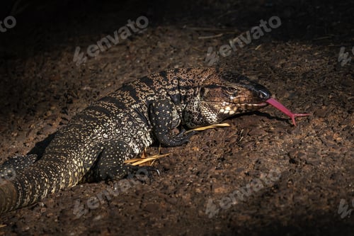 Preview: Black and White Tegu Lizard sticking out a tongue (Salvator merianae)