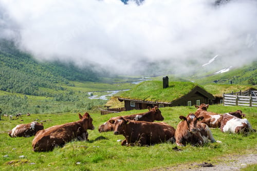 Preview: Cows Relaxing Near A Grass-Roofed Cabin in Norway