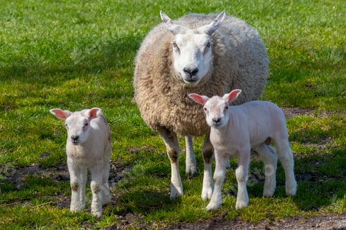 Preview: Mother sheep and a pair of white lambs in the meadow