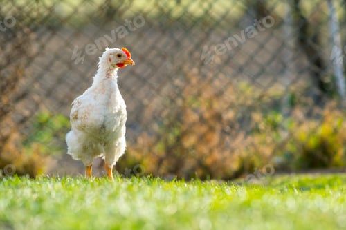 Preview: Hen feed on traditional rural barnyard. Close up of chicken standing on barn yard