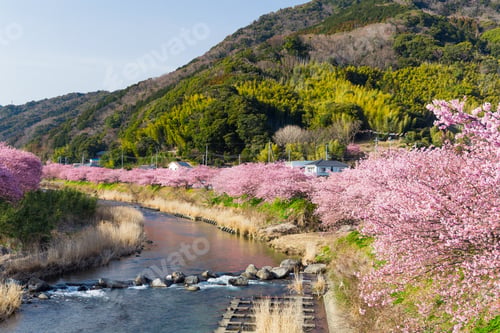 Preview: Sakura flower in Japan