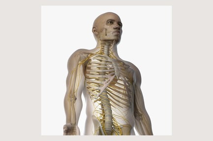 Preview: African Male Anatomy: Skin, Skeleton, and Nervous System