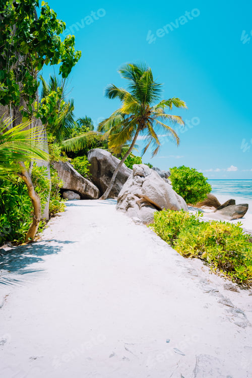 Preview: Walking footpath with palm trees leading to the beach at anse source d'argent, la digue