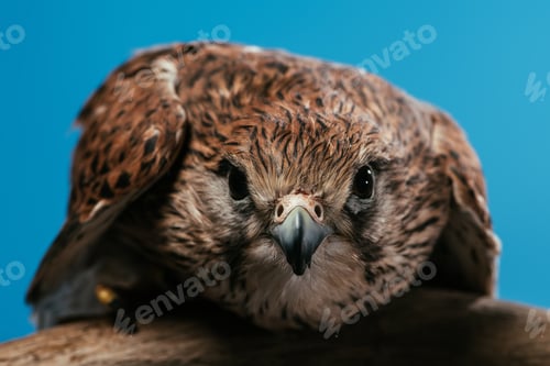 Preview: cute wild owl on wooden branch isolated on blue