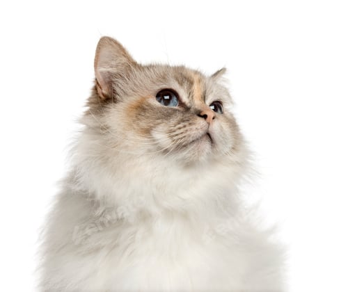 Preview: Close-up of a birman looking up, isolated on white