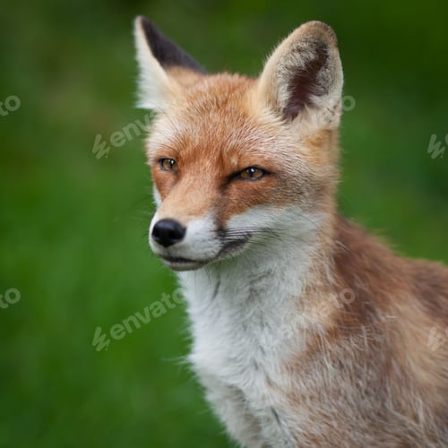 Preview: Red Fox (Vulpes vulpes)