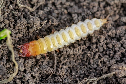 Preview: Larva of Zabrus tenebrioides Goeze is a species of black ground beetle Carabidae