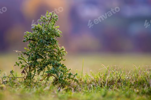 Preview: Close-up big tall spear thistle green barbed prickly plant on high stems