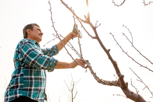 Preview: Senior farmer pruning tree in orchard. Pruning of fruit trees, Spring or autumn work in garden
