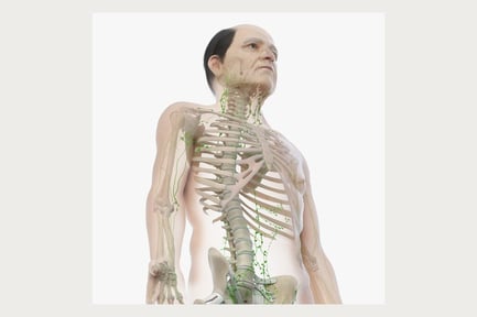 Preview: Elder Male Anatomy: Skin, Skeleton, and Lymphatic System