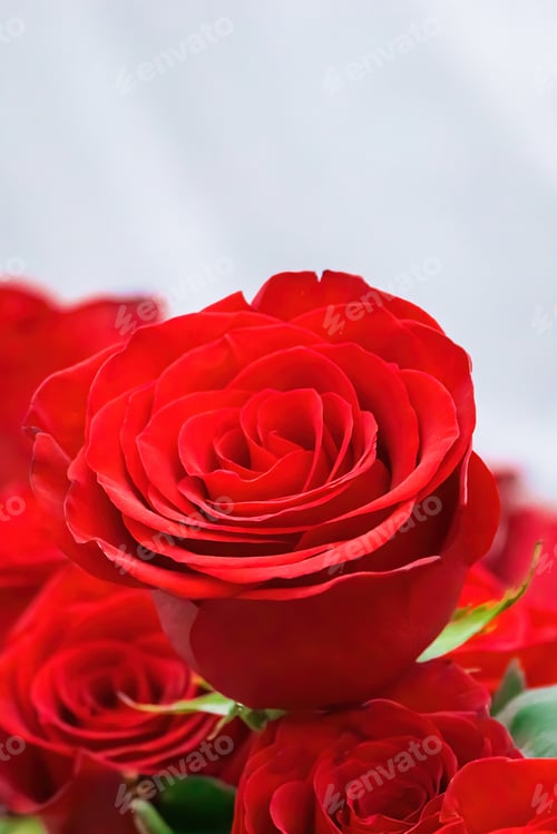 Preview: Bouquet of red roses in flower shop.