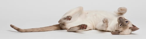 Preview: Siamese cat, lying on side against white background